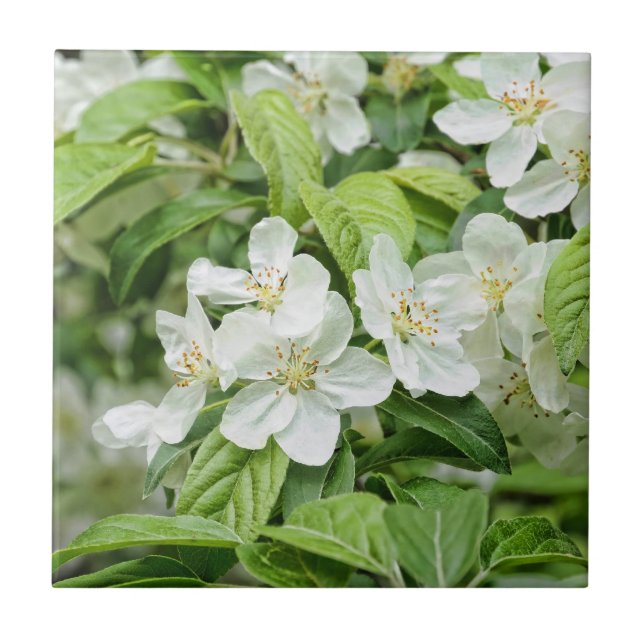 Carreau Charmeuses fleurs de printemps (Devant)