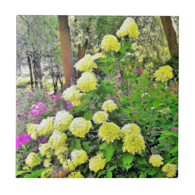 Carreau Chartreuse Hydrangea Limelight Garden (Devant)