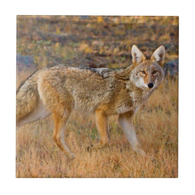 Carreau Chasse au coyote (Canis Latrans) (Devant)