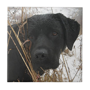 Carreau Chasse de fin de saison - Black Lab - Labrador