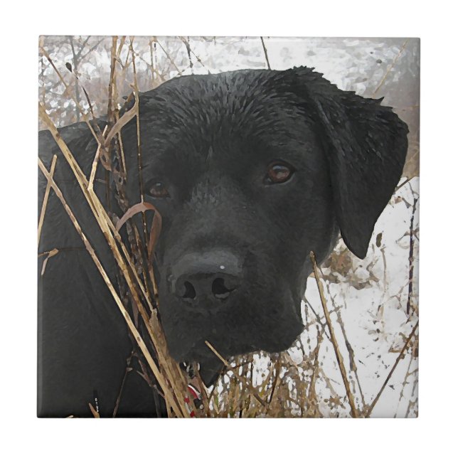 Carreau Chasse de fin de saison - Black Lab - Labrador (Devant)