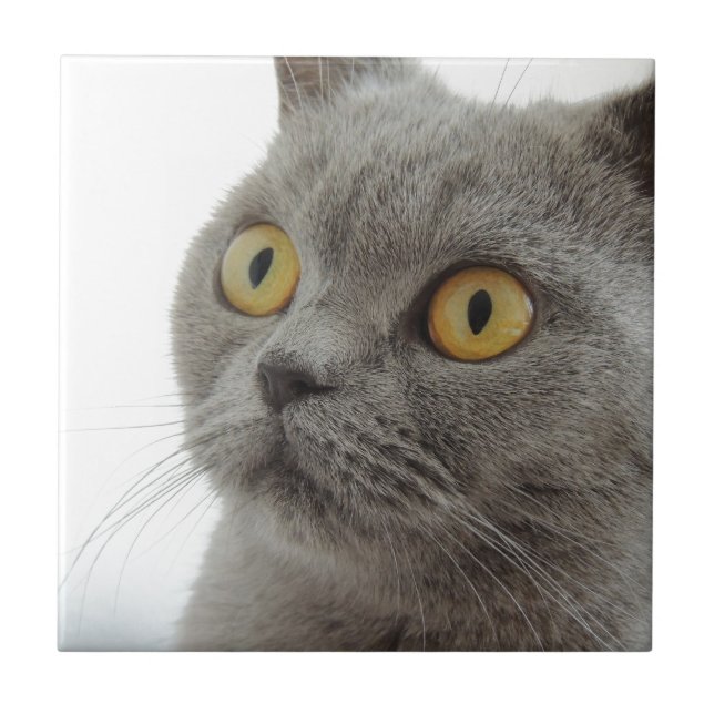 Carreau Chat Animal De Compagnie Grincheux Froncement De S (Devant)