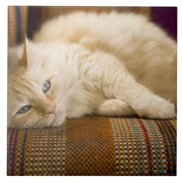 Carreau Chat assez jaune de tabi s'étendant sur le divan (Devant)