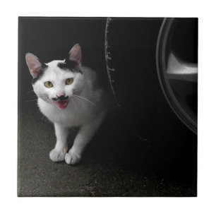 Carreau Chat avec Moustache