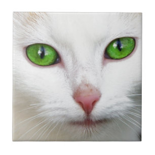 Carreau Chat blanc à l'oeil vert