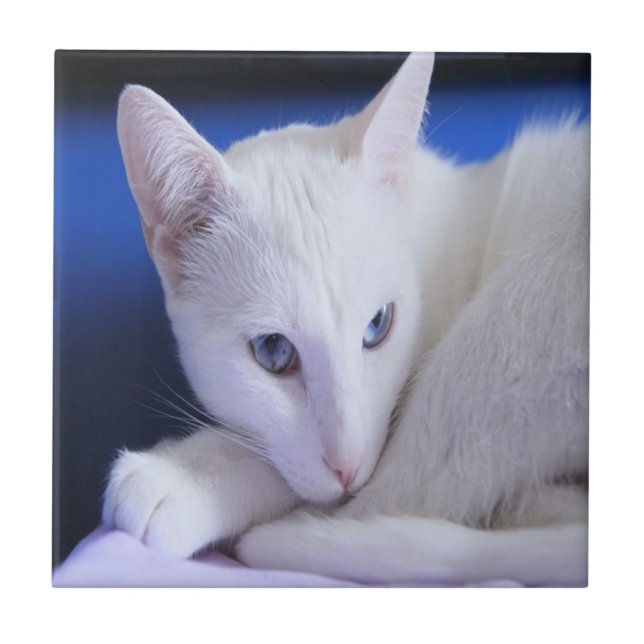 Carreau Chat blanc aux yeux bleus (Devant)