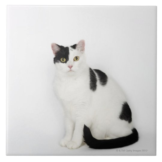 Carreau Chat Blanc Avec Les Taches Noires Zazzle Fr