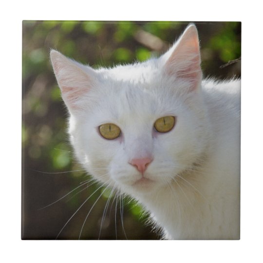 Carreau Chat Blanc Avec Les Yeux Jaunes Zazzle Fr