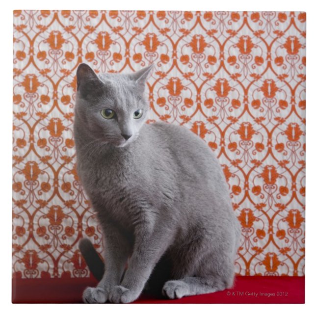 Carreau Chat (bleu russe) et arrière - plan de papier (Devant)
