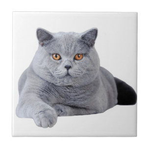 Carreau Chat britannique de shorthair