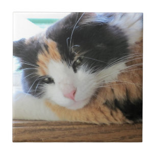 Carreau Chat calicot aguicheur