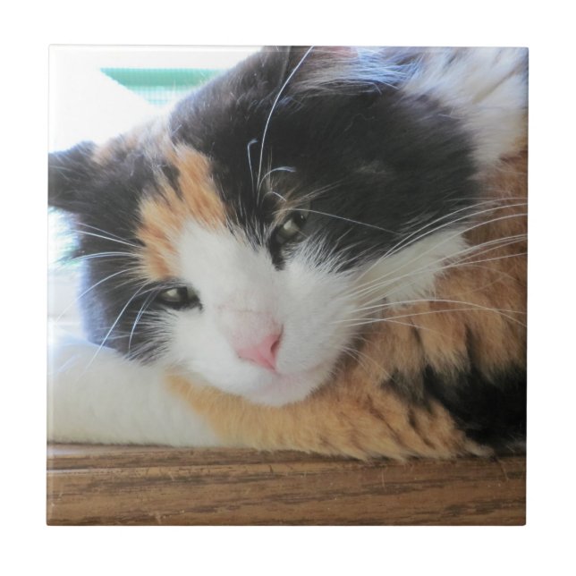 Carreau Chat calicot aguicheur (Devant)