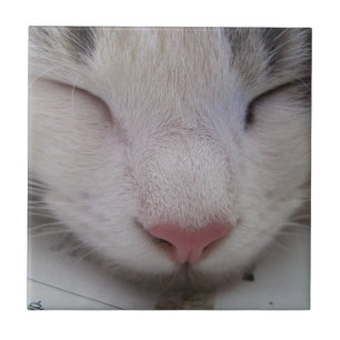 Carreau Chat couché