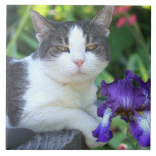 Carreau Chat dans le jardin