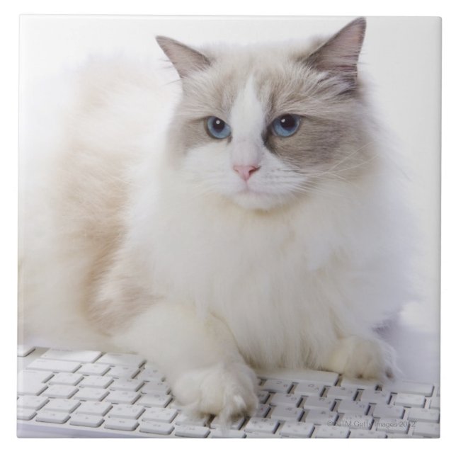 Carreau Chat de Ragdoll sur le clavier d'ordinateur (Devant)