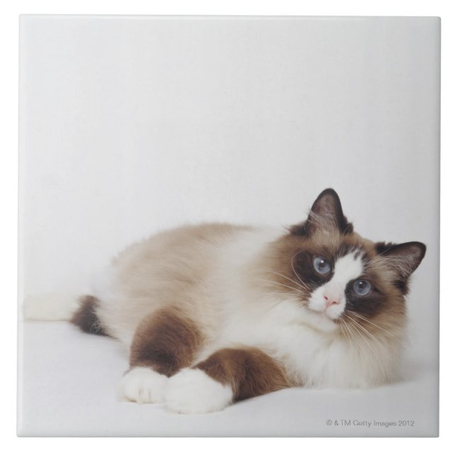 Carreau Chat étendu (Devant)