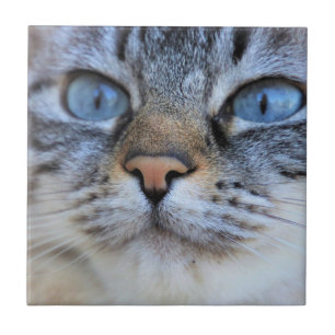 Carreau Chat gris
