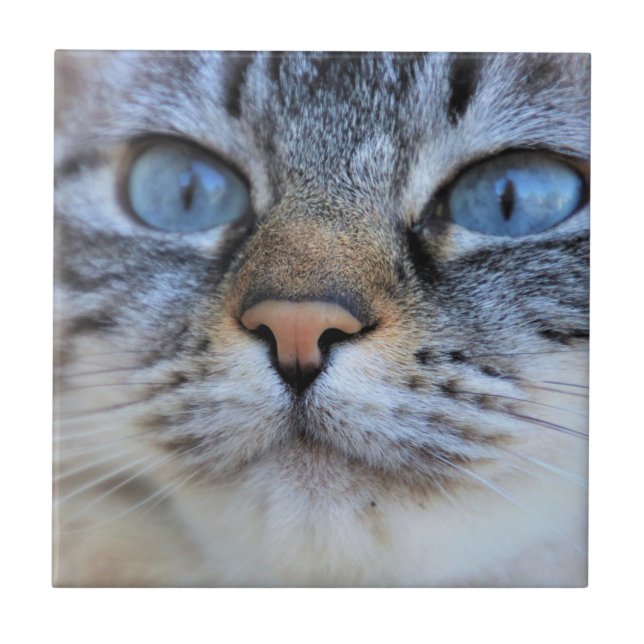 Carreau Chat gris (Devant)