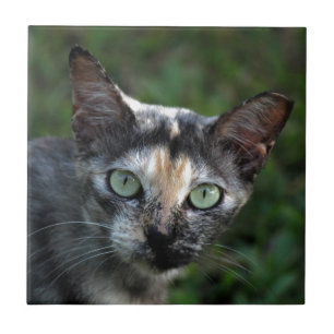 Carreau Chat Gris Brun Blanc avec des Yeux Verts