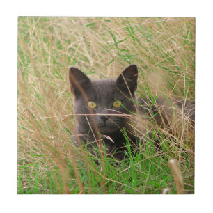 Carreau Chat gris foncé qui sort de l'herbe haute