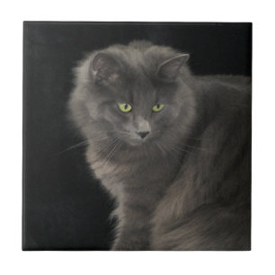 Carreau Chat gris Long Cheveux Russe Bleu Kitty Kitten Mig