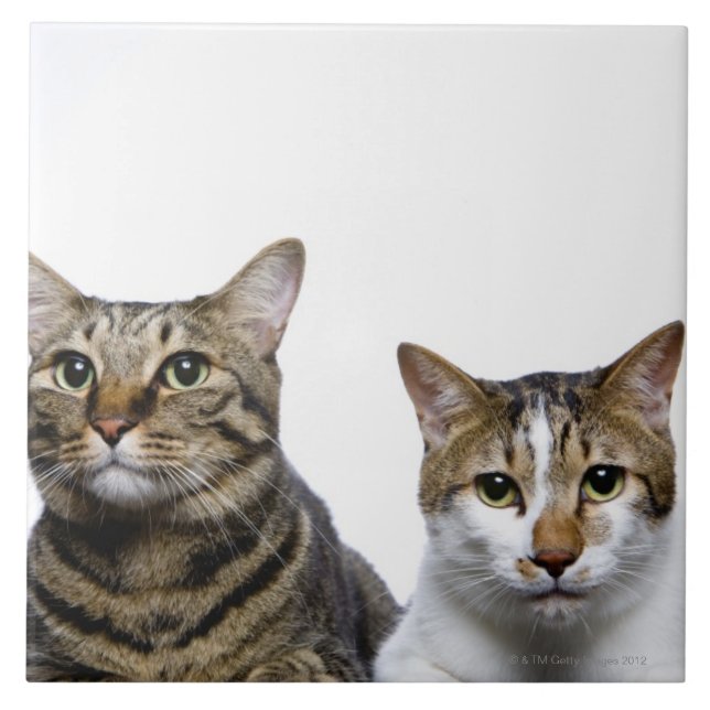 Carreau Chat japonais et chat mannois sur l'arrière - plan (Devant)