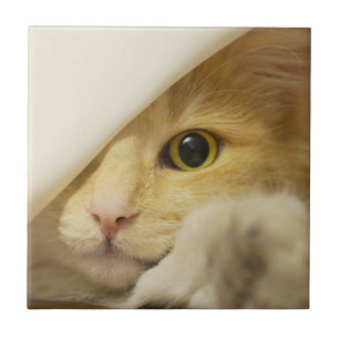 Carreau Chat Jaune qui se lève