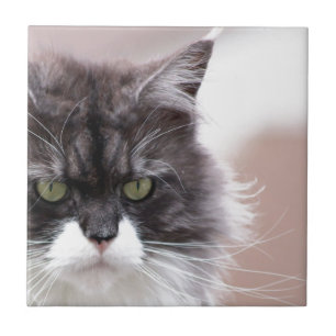 Carreau Chat Maine Coon