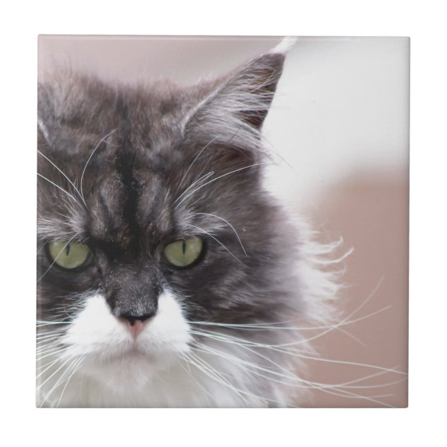Carreau Chat Maine Coon (Devant)