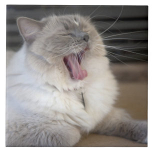 Carreau chat Neva Masquerade bâillant