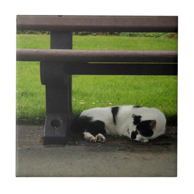 Carreau Chat noir et blanc sous le banc (Devant)