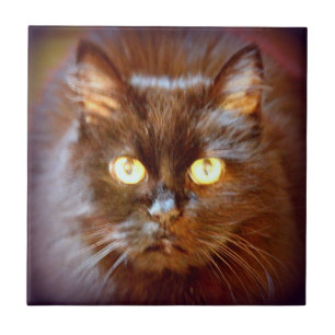 Carreau chat noir mignon