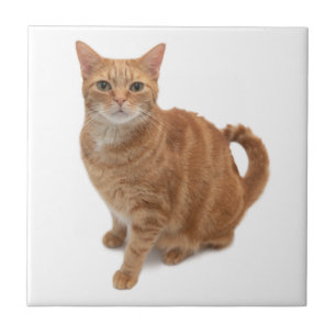 Carreau Chat orange debout