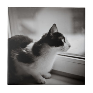 Carreau Chat regardant dehors