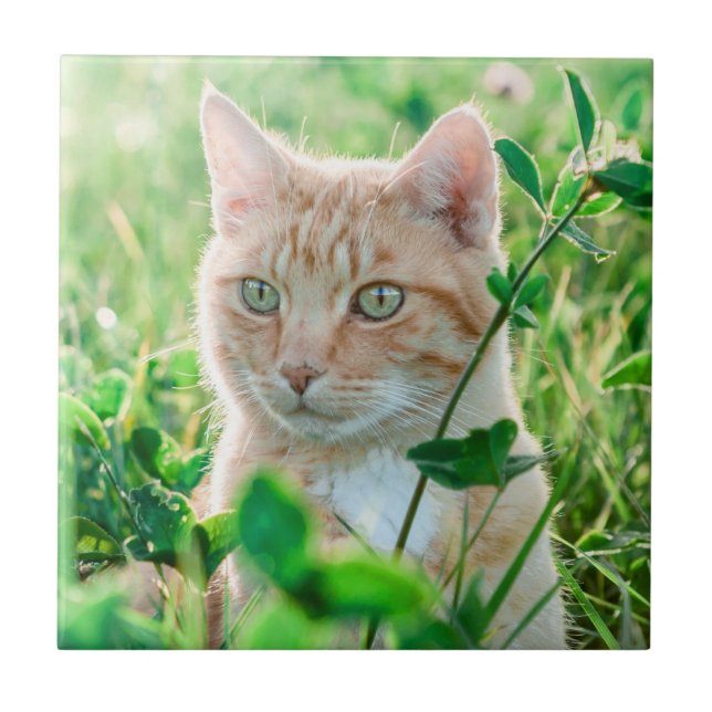 Carreau Chat roux aux yeux verts dans l'herbe (Devant)