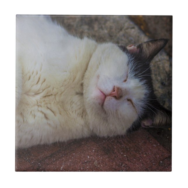 Carreau Chat satisfait dormant sur elle de retour (Devant)