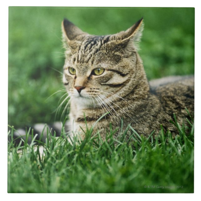 Carreau Chat se situant dans l'herbe (Devant)