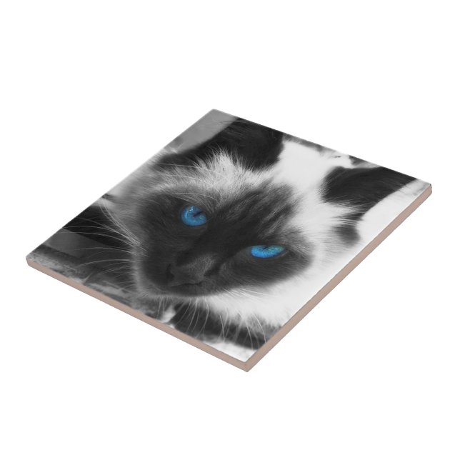 Carreau Chat siamois (Côté)