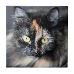 Carreau Chat sibérien