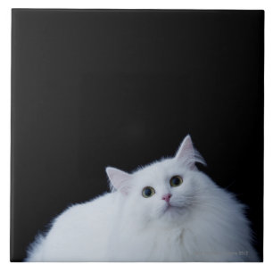 Carreau Chat sibérien