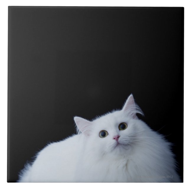 Carreau Chat sibérien (Devant)