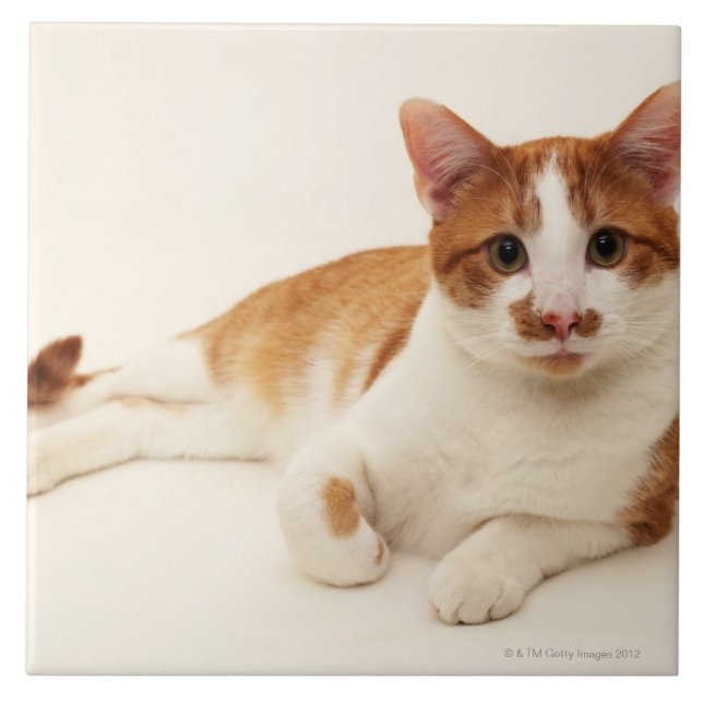 Carreau Chat sur l'arrière - plan blanc (Devant)
