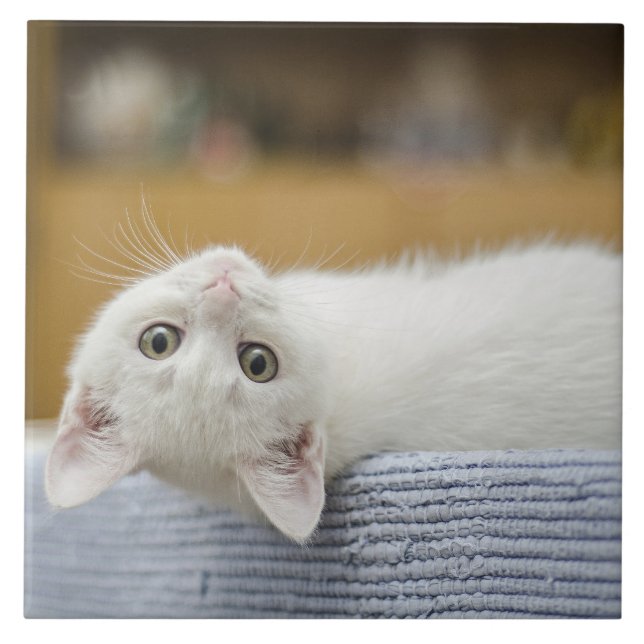 Carreau Chaton blanc animal de compagnie (Devant)