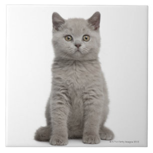 Carreau Chaton britannique de Shorthair