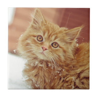 Carreau Chaton dans la neige