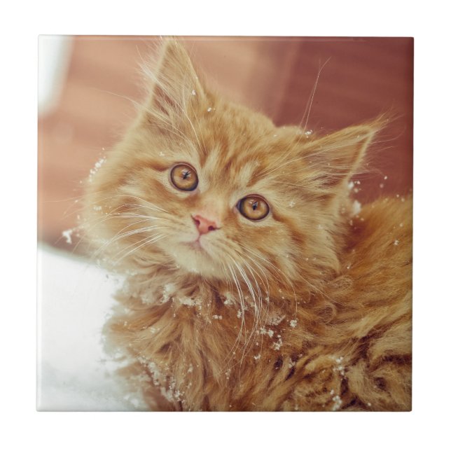 Carreau Chaton dans la neige (Devant)