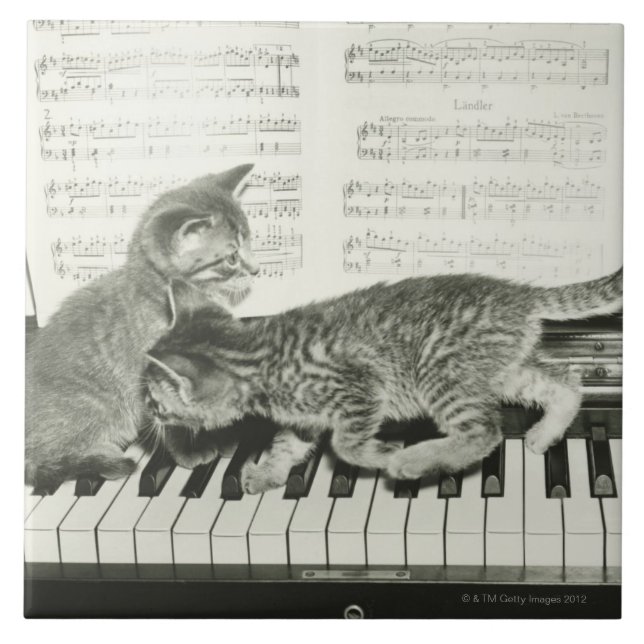 Carreau Chaton deux jouant sur le clavier de piano, (B&W) (Devant)