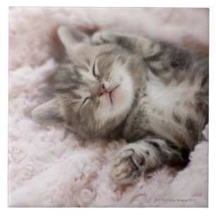 Carreau Chaton dormant sur la serviette