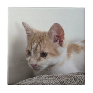 Carreau Chaton gingembre et blanc