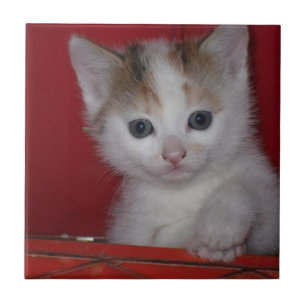 Carreau Chaton mignon